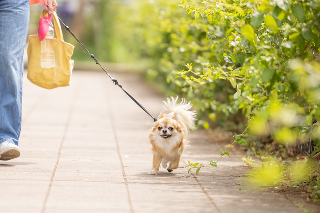 愛犬家の韓国スター64選💛犬にメロメロなご様子にほっこり？犬好き＆韓国好き必見【パート4】